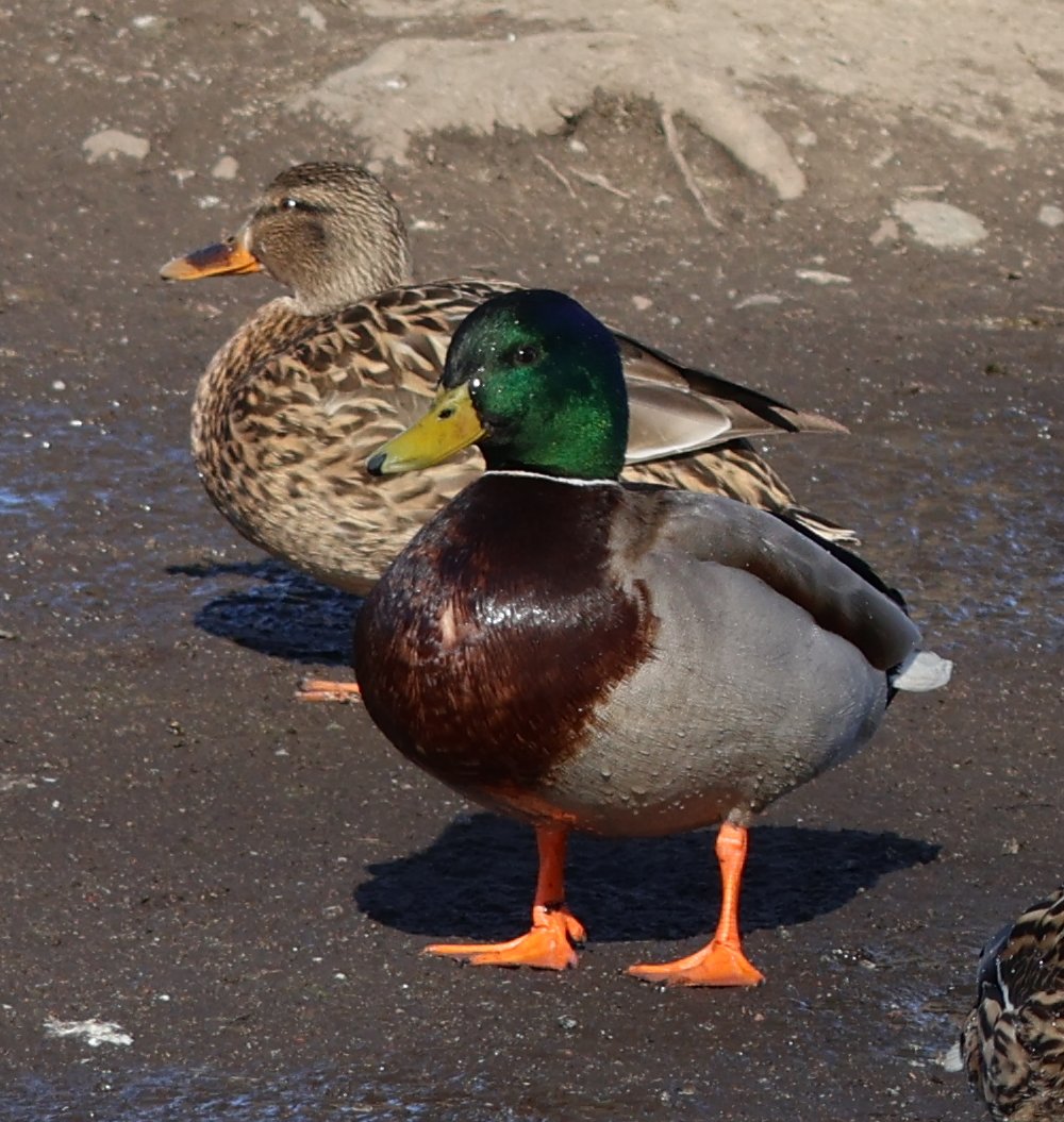 Gräsand – Volvo 1800 Pictures and global register